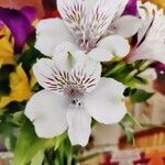 Alstroemeria aurea Flower