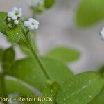 Myosotis speluncicola Other