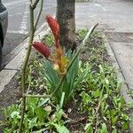 Anigozanthos flavidus Flower