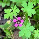 Geranium brevipes Flor