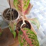 Aglaonema commutatumFulla