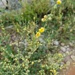 Verbascum sinuatum Květ