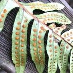 Polypodium interjectum Leaf