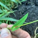 Persicaria sagittata 叶