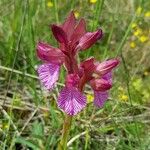 Anacamptis papilionacea Квітка