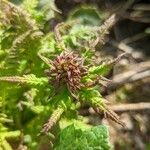 Pedicularis recutita Other