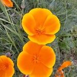 Eschscholzia californica Λουλούδι