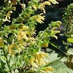 Salvia glutinosa 花