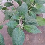 Capsicum pubescens Hoja