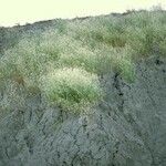 Lepidium jaredii Хабит