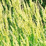 Calamagrostis pseudophragmites 花