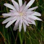 Podospermum purpureum Flower