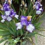 Iris pallida Kukka