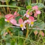 Begonia obliqua 花