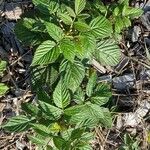 Rubus argutusBlad