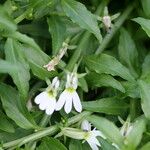 Lobelia vagans Flor