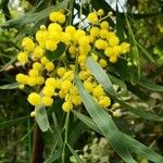 Acacia rostellifera Květ