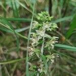 Epipactis purpurata Flower