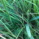 Agapanthus inapertus Leaf