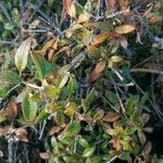 Rubia fruticosa Otro