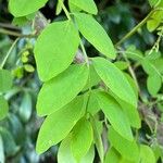 Robinia pseudoacaciaHostoa