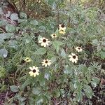 Rudbeckia triloba फूल