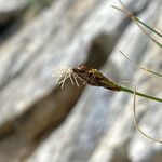 Carex curvula 花