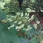 Hydrangea quercifolia Цвят