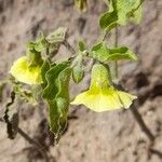 Physalis viscosa Blüte