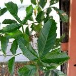 Paullinia pinnata Leaf