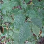 Carpinus orientalis Blad