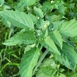 Physalis angulataBlatt