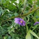 Solanum nudum Flower