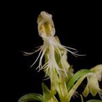 Platanthera lacera Flower