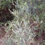 Osyris lanceolata Habit