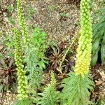 Digitalis ferruginea Habit