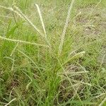 Eleusine indica Hoja