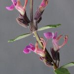 Teucrium divaricatum その他の提案