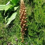 Orobanche rapum-genistae Hábito