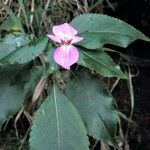 Impatiens glanduliferaFlower