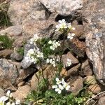 Arabis alpina Flor