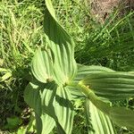 Veratrum californicum পাতা