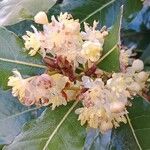 Laurus nobilis Flower