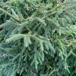 Picea orientalis Leht