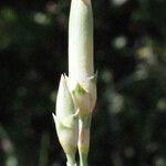 Dianthus longicaulis Kukka
