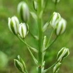 Ornithogalum sphaerocarpum Blüte