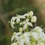 Galium mollugo Blüte