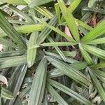 Licuala spinosa Leaf