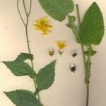 Crepis lampsanoides Libunga