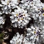 Iberis carnosa Flor